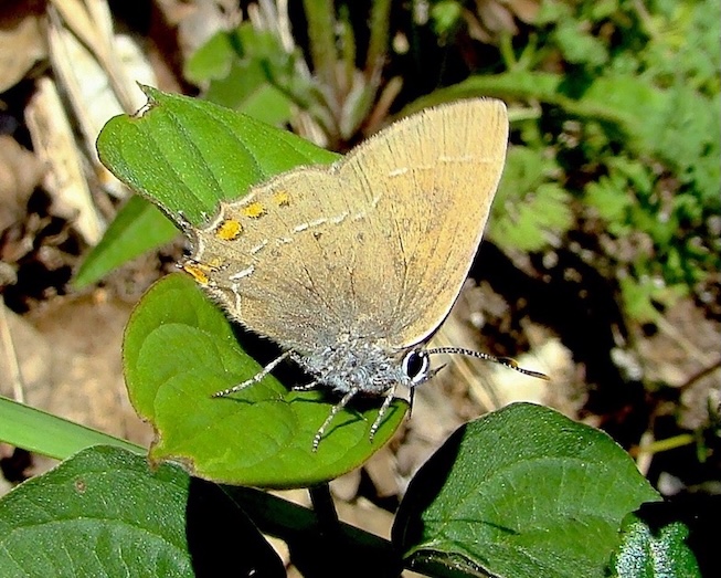 ilex hairstreak